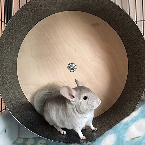 chinchilla on an exercise wheel