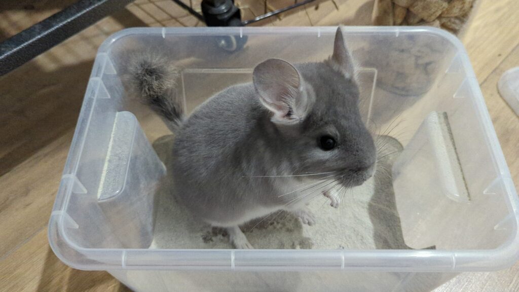 chinchilla dust bath