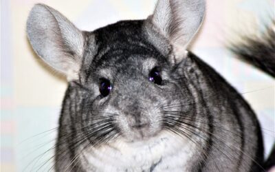 Chinchilla Life Span