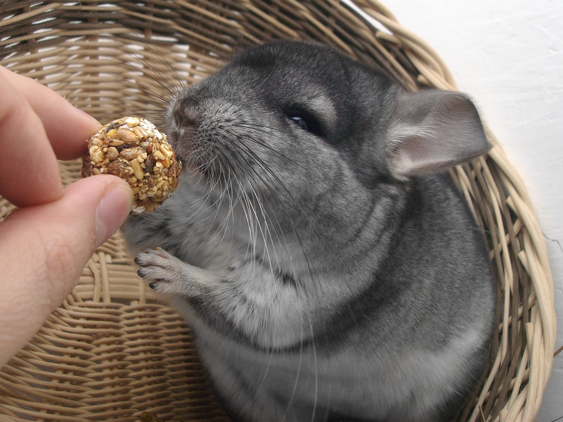 chinchilla eating a treat
