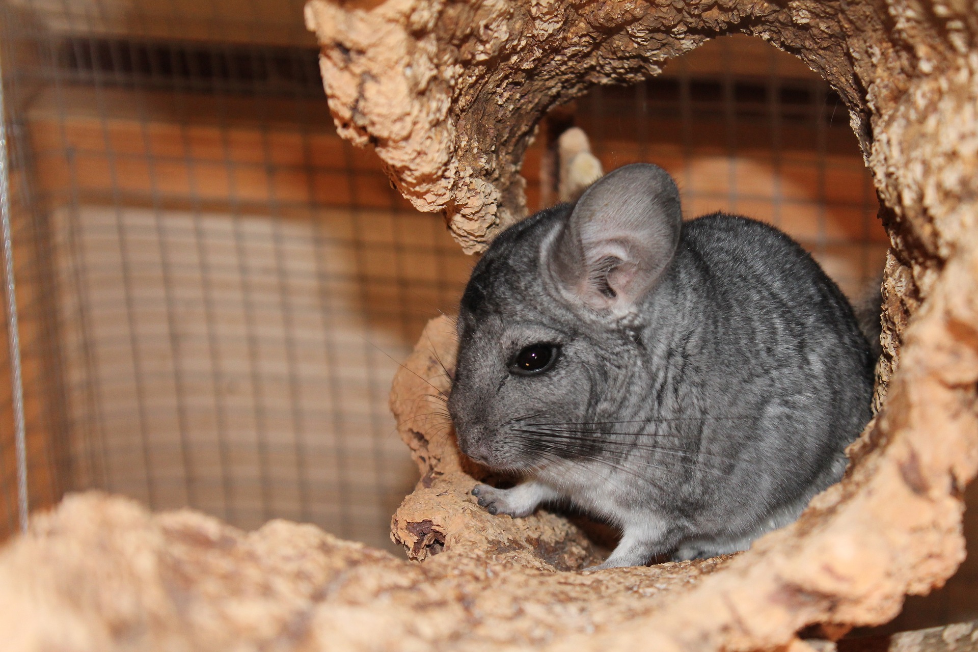 tired chinchilla