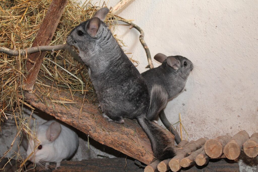 chinchillas