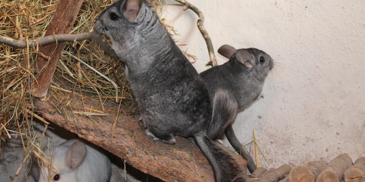 How Much Does It Cost To Own A Chinchilla Per Year?