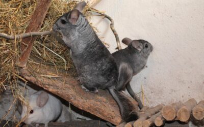 How Much Does It Cost To Own A Chinchilla Per Year?