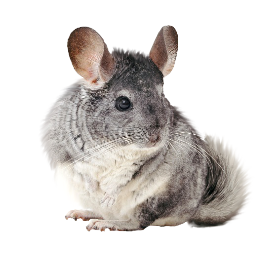 chinchilla