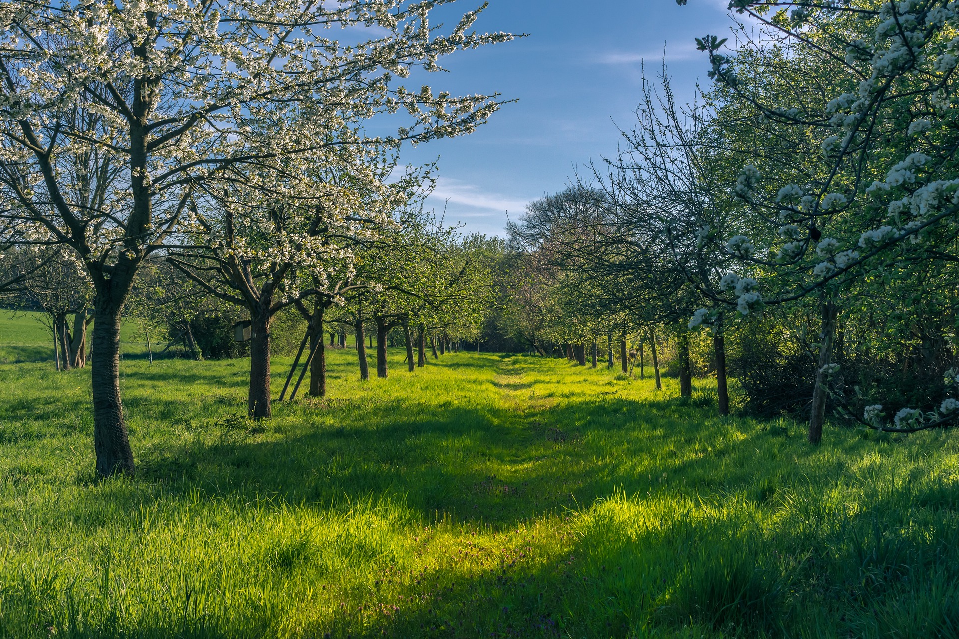 apple trees