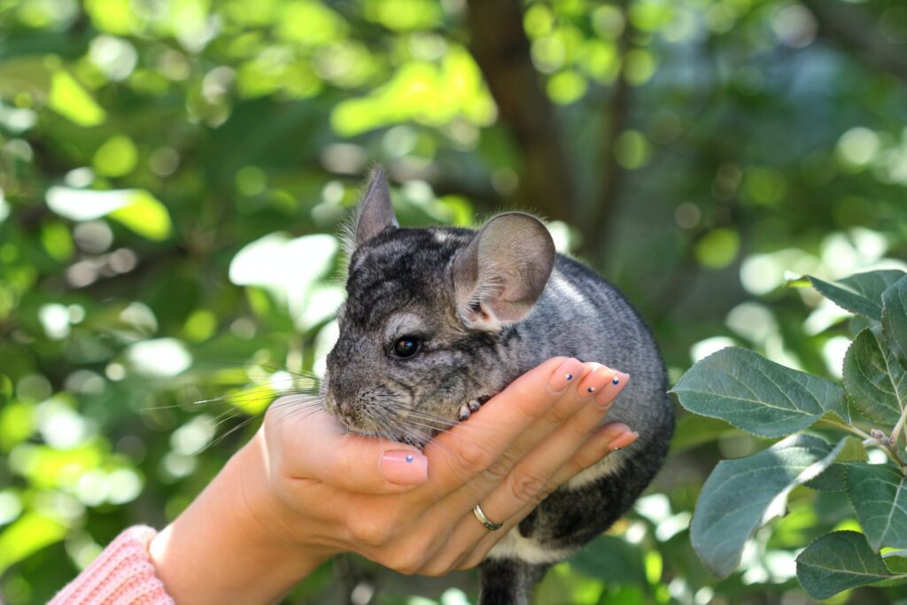 chinchilla on a hand outside