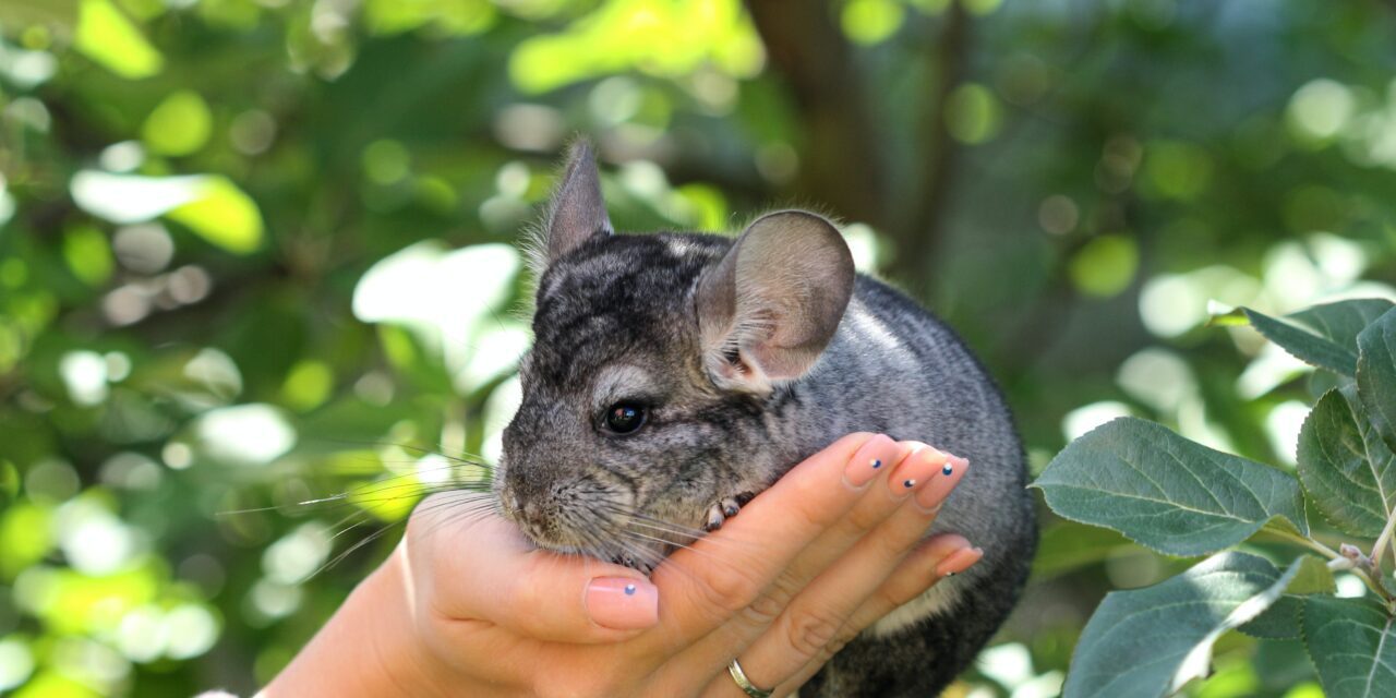 Are Chinchillas Considered A Low Maintenance Pet?