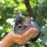 Are Chinchillas Considered A Low Maintenance Pet?