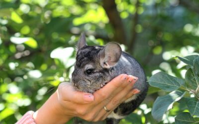 Are Chinchillas Considered A Low Maintenance Pet?