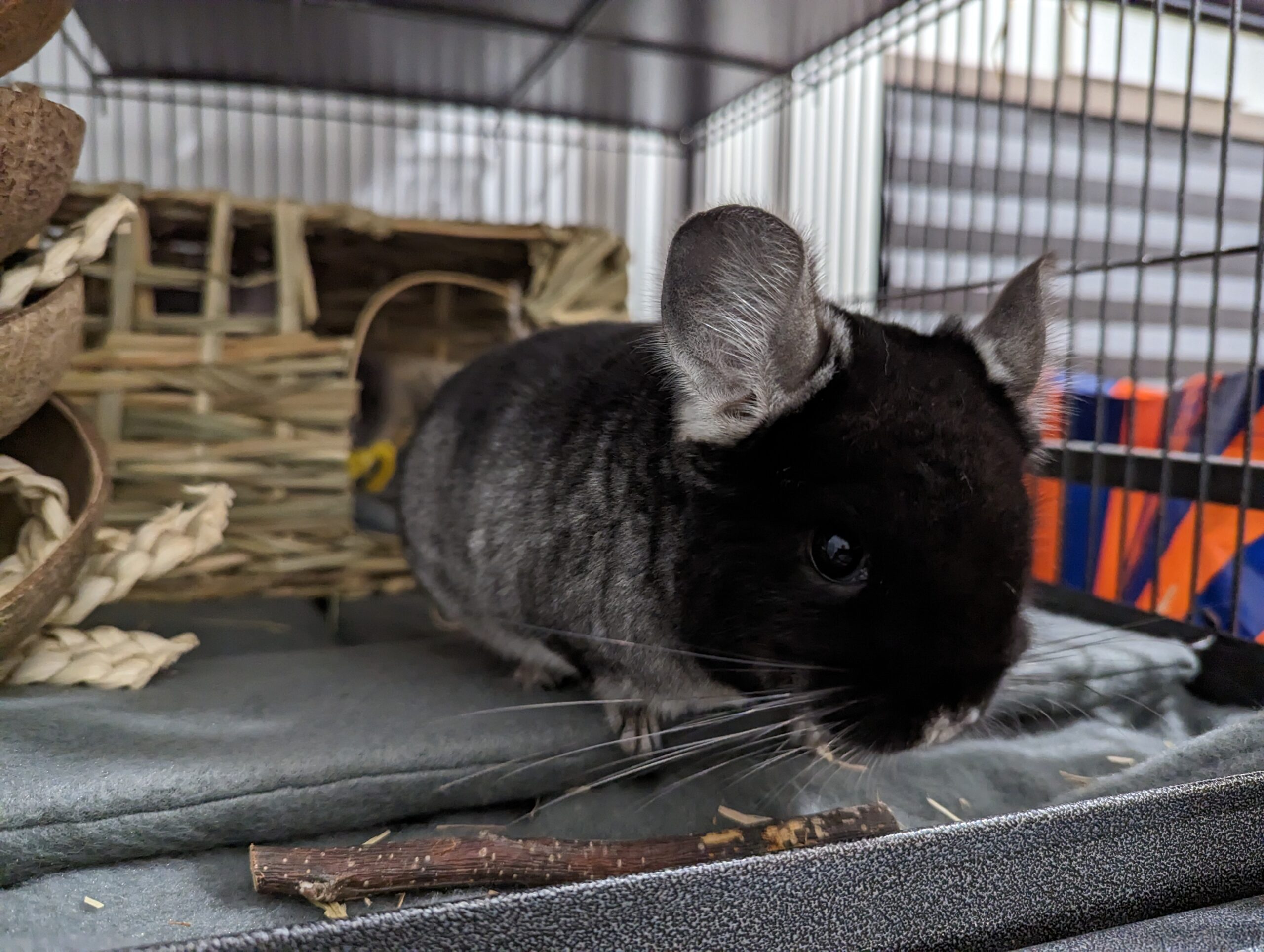 chia the chinchilla