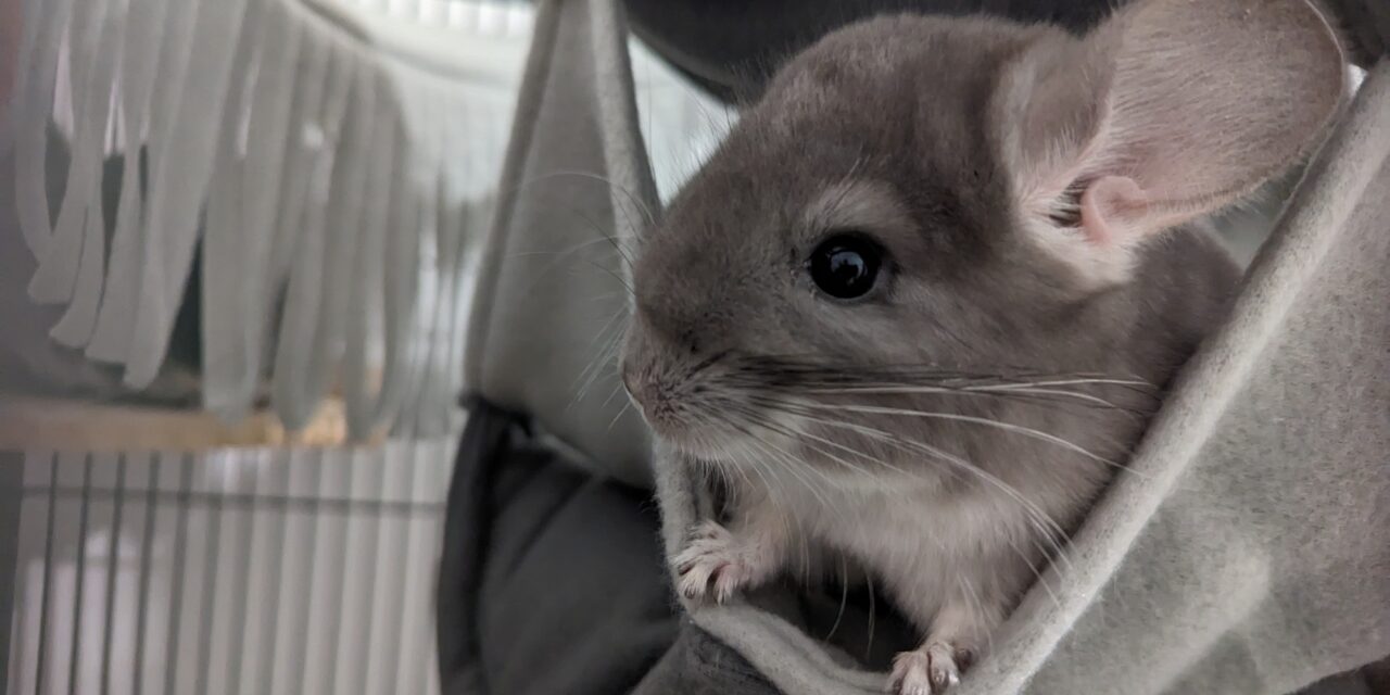 Do Chinchillas Prefer To Be Alone Or In Pairs?