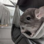 Do Chinchillas Prefer To Be Alone Or In Pairs?