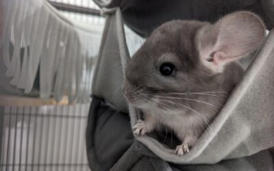 Do Chinchillas Prefer To Be Alone Or In Pairs?