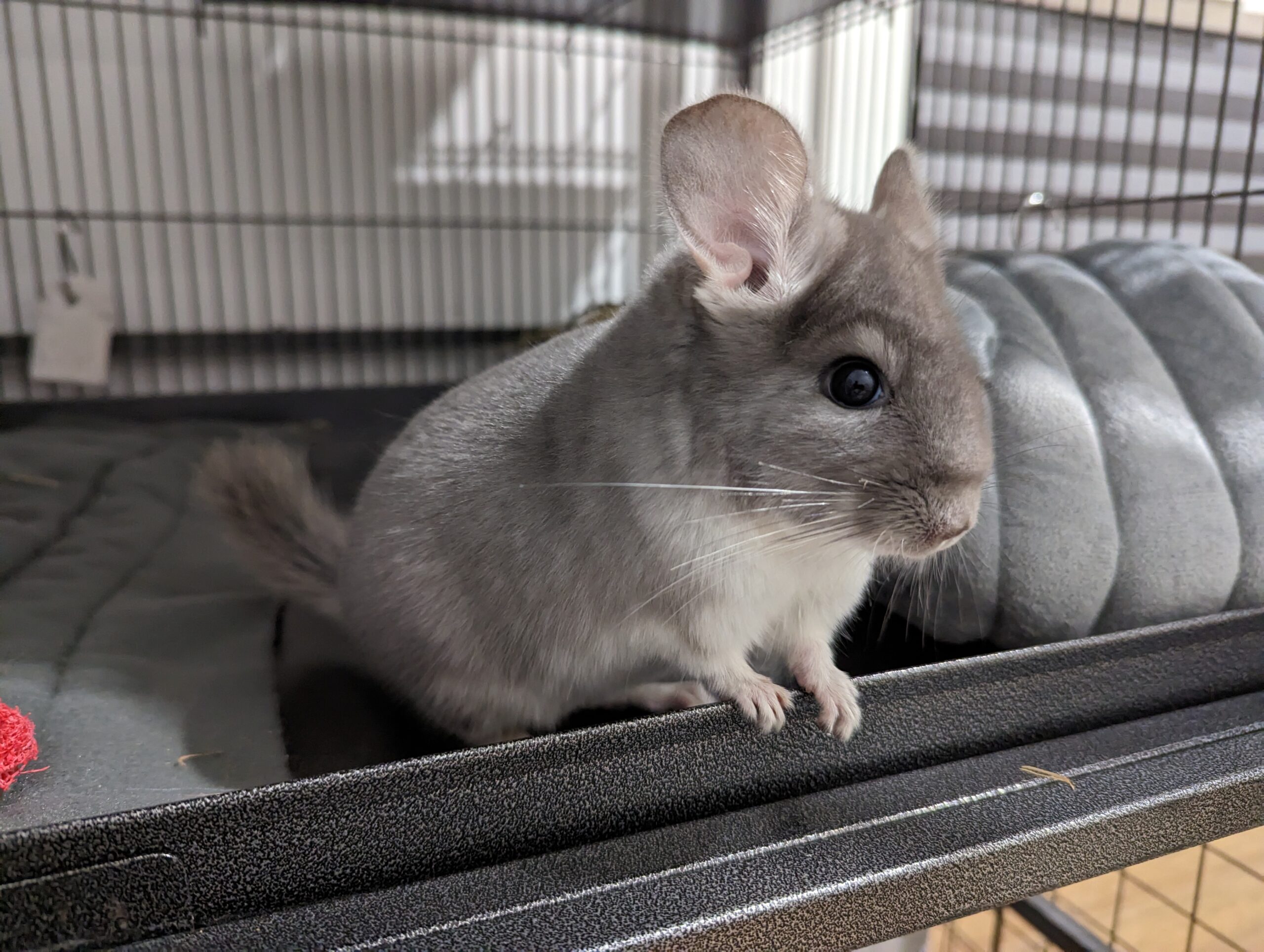 willow the chinchilla