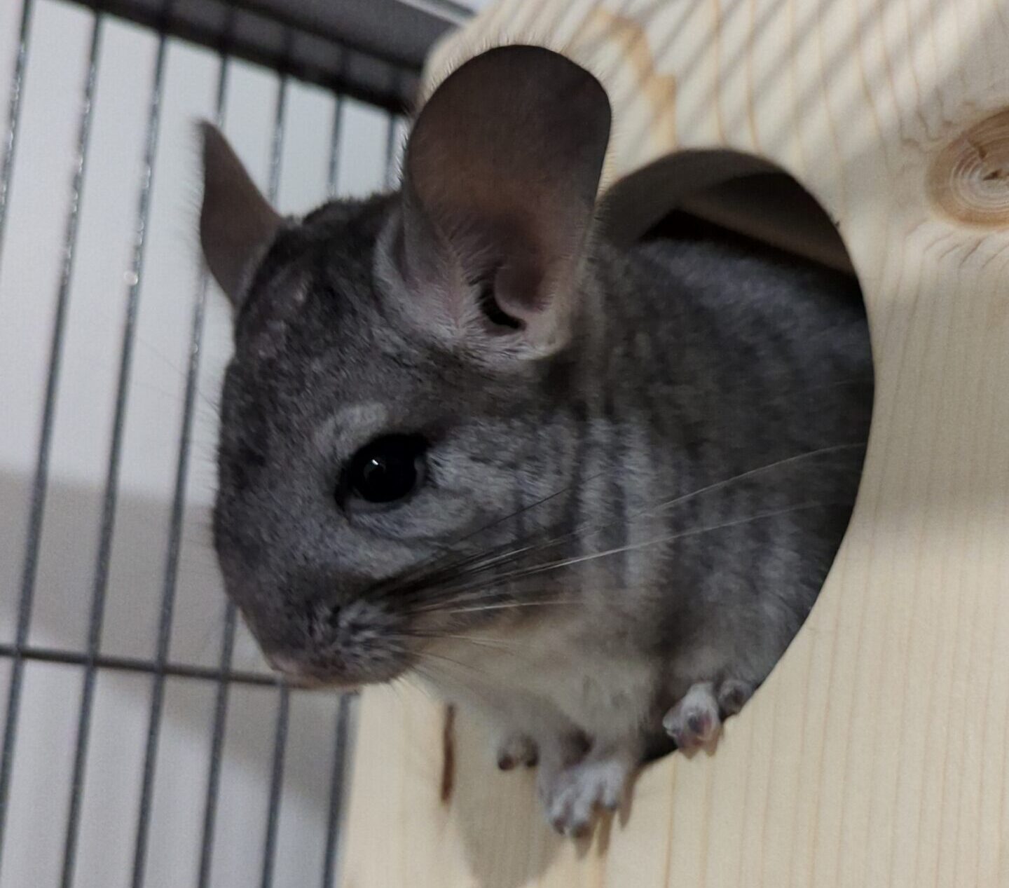 Milo the chinchilla